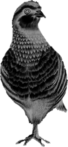 OB-Bird1Inv